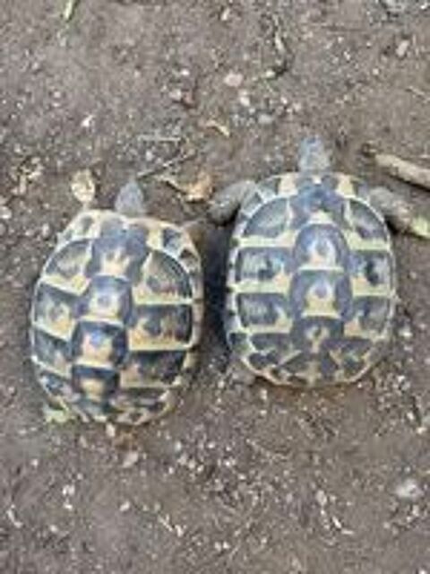   2 tortues femelles 