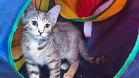   Superbe chaton femelle rayée grise 