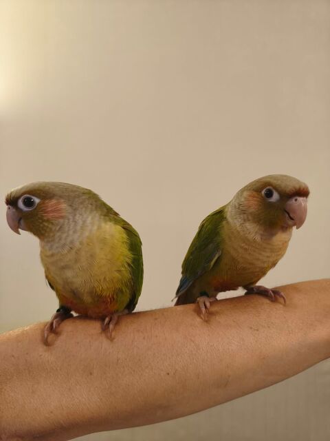 Conure de molina cinnamon eam 200 34750 Villeneuve-lès-maguelone