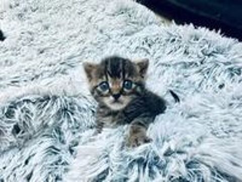   Chat IZAC à la réservation 