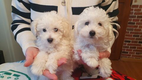 Chiot Caniche Toy  Male ou Femelle disponible de suite 1450 59400 Cambrai