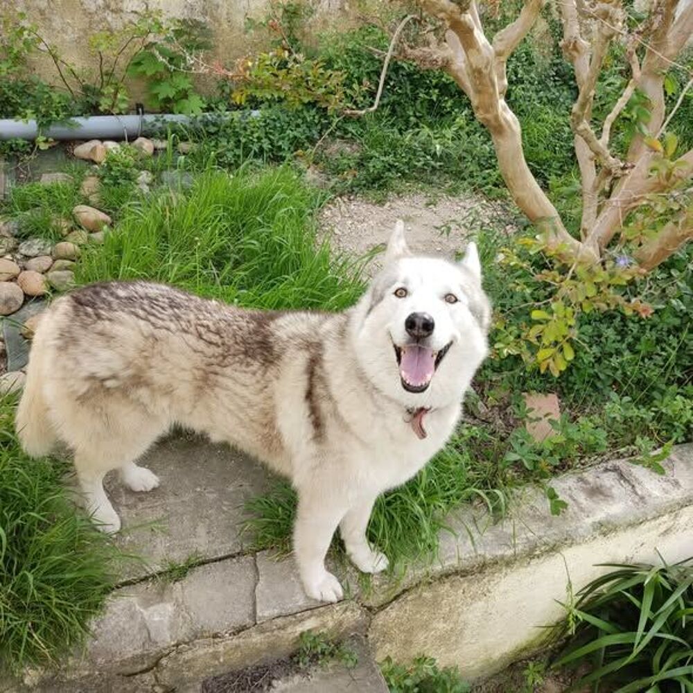   Chien THORIUM à l adoption 
