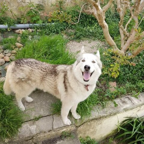 Chien THORIUM &agrave; l adoption 350 84500 Boll�ne
