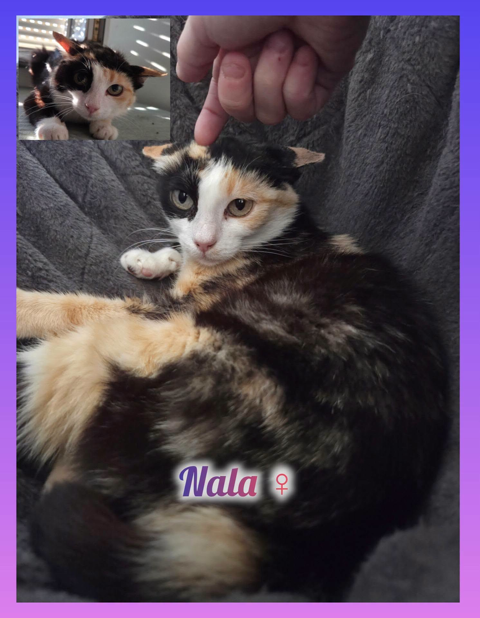 Adoption S.O.S 75 12850 Sainte-radegonde