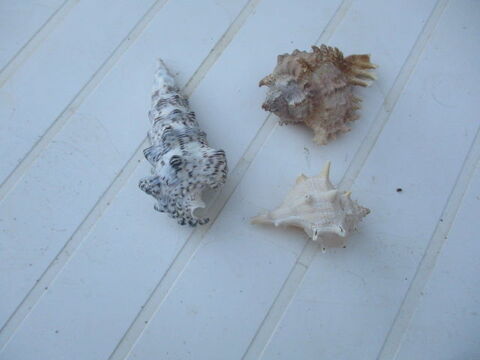 coquillages 8 Castres (81)