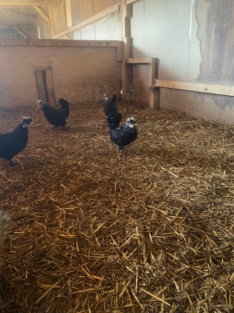 Poules naines 15 10000 Troyes