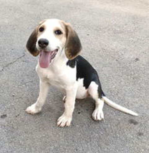   Cléo, 4 mois, est à l'adoption 