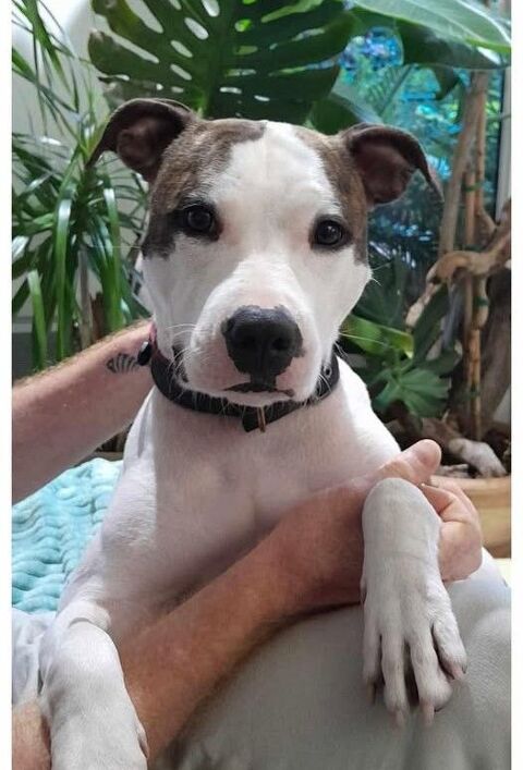 Chien TAKARA à l adoption 250 06400 Cannes