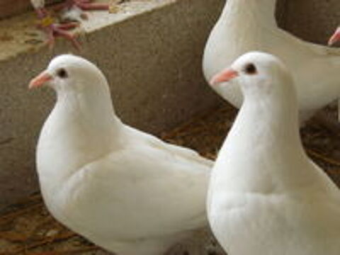   Pigeons reproducteurs hubbell blanc  