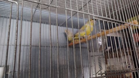 Oiseaux mutation 80 59760 Grande-synthe