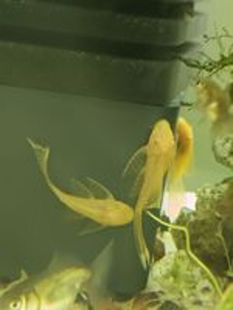   Ancistrus gold voil  