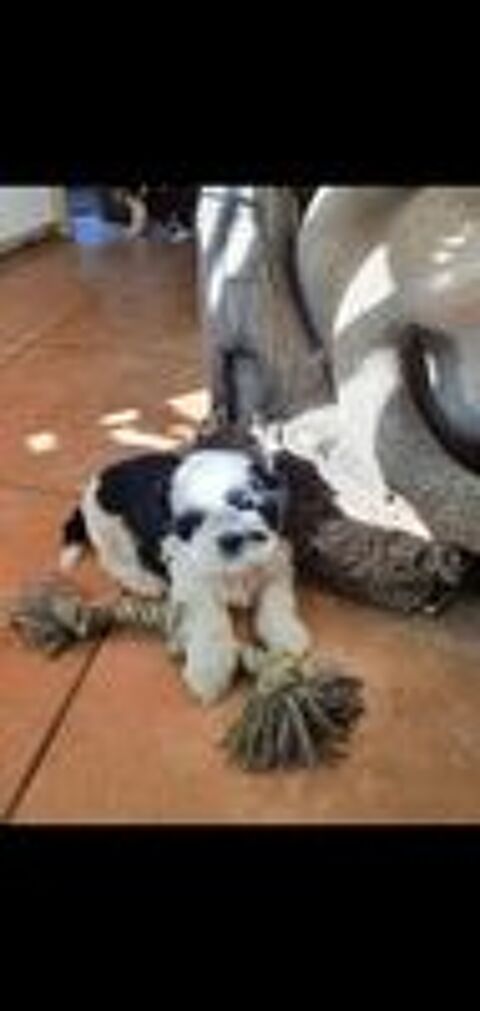   Bbs Shih tzu 