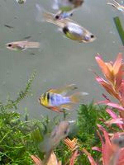   Guppys Endler et Discus  