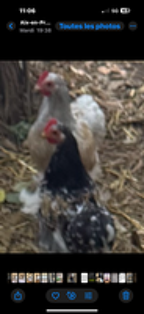   Coq  