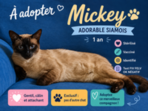   🐱 Adorables chats à adopter sous contrat associatif avec engagement de bientraitance 🐾 