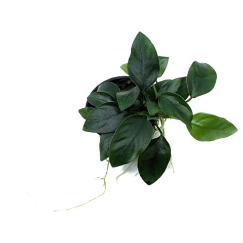 Plante d'aquarium Anubia taille moyenne 5 92800 Puteaux