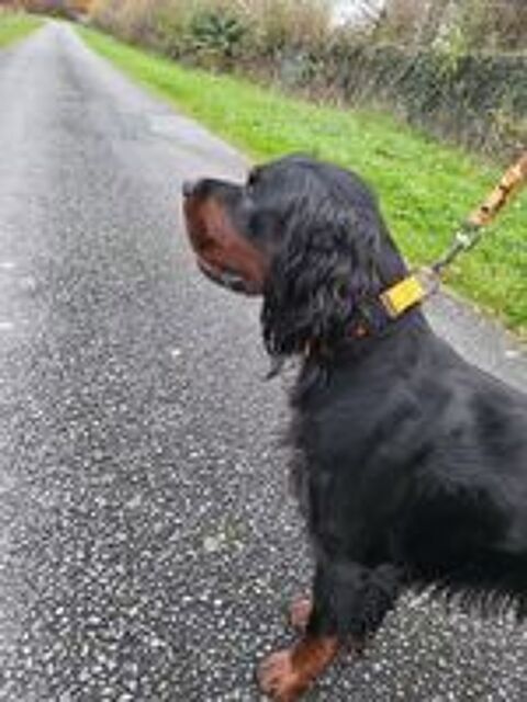   Setter Gordon  