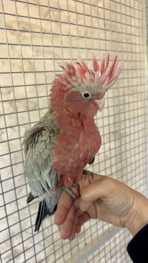 Perroquet Cacatoès rosalbin EAM 980 18500 Mehun-sur-yvre