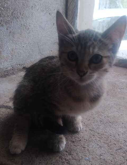 Chaton femelle de 4 mois. 0 70600 Champlitte