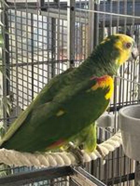   Perroquet amazone  