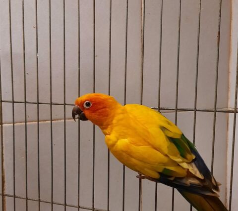 Conures Soleil EAM 350 82710 Bressols