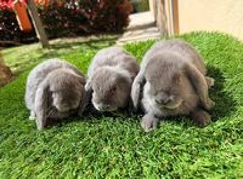   lapin bélier nain 