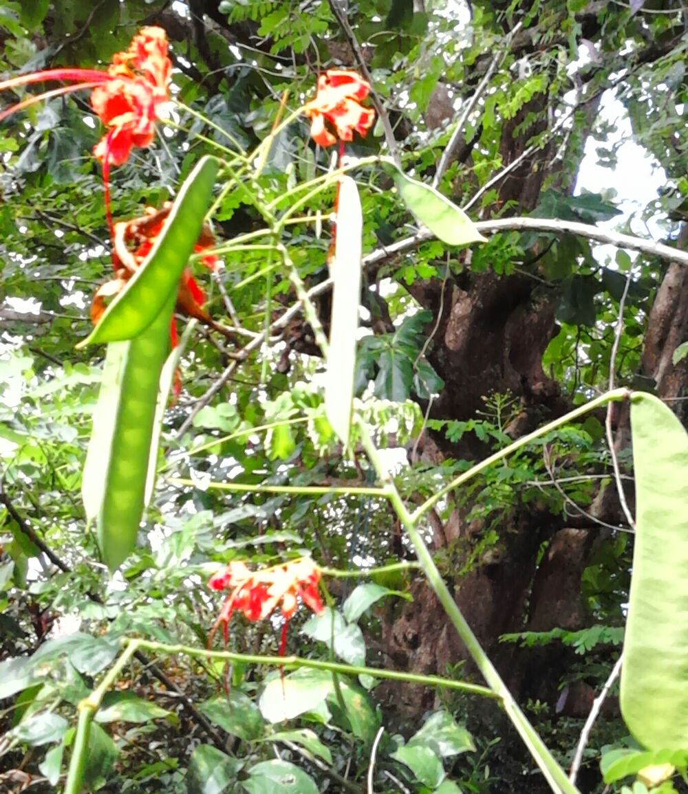 Flamboyants nains (macatas-baraguettes -orgueil de chine) Jardin