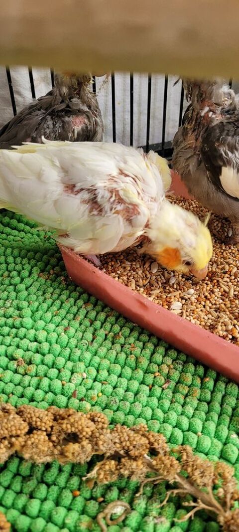 Oiseaux perruches calopsittes EAM 50 07350 Cruas