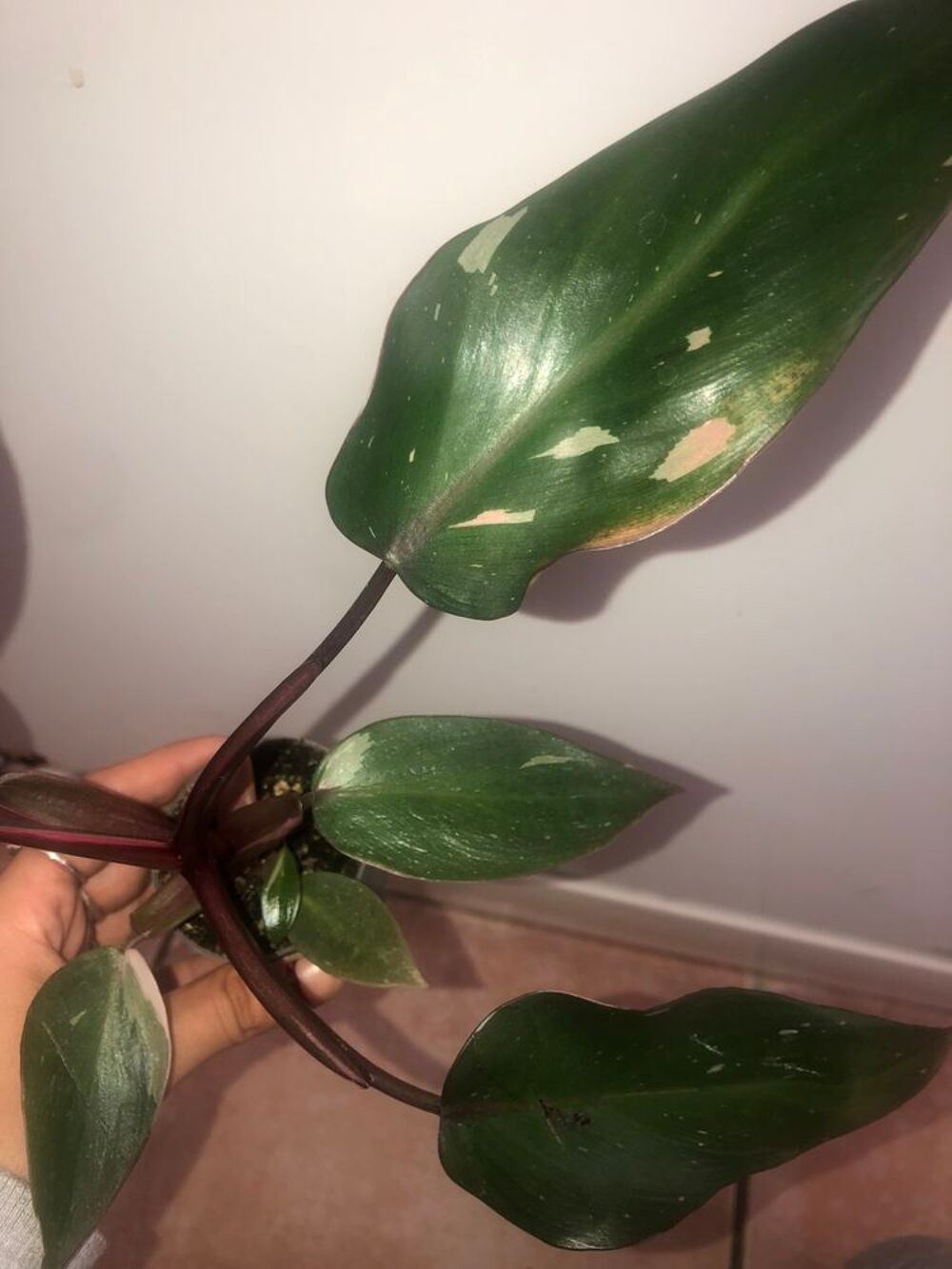 plante philodendron pink princess Jardin