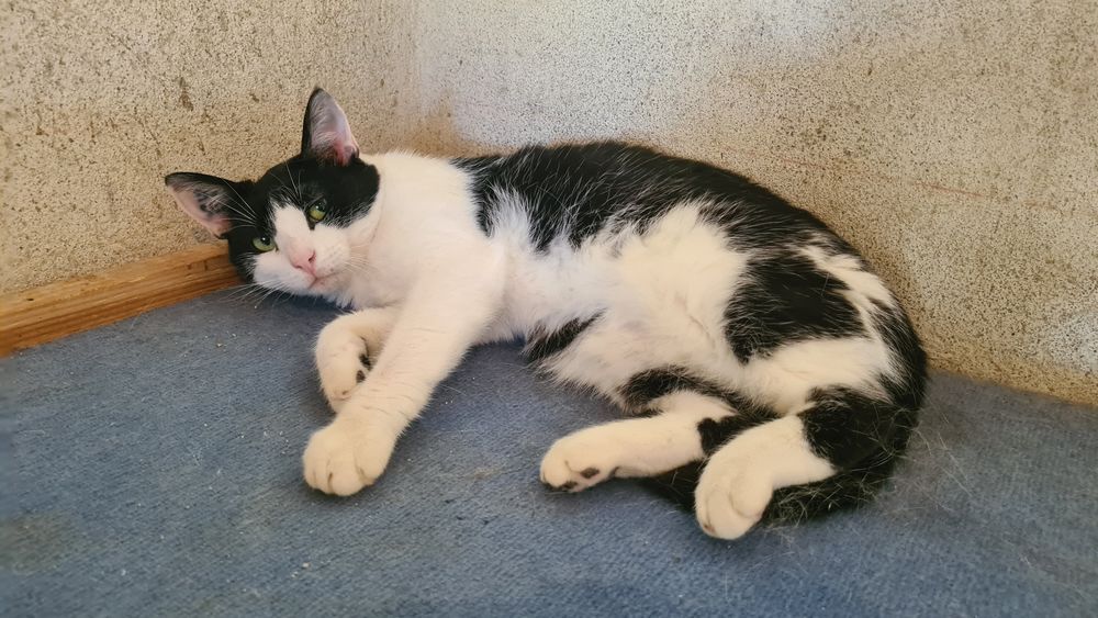   UTOPY femelle noire et blanche 3 ans 