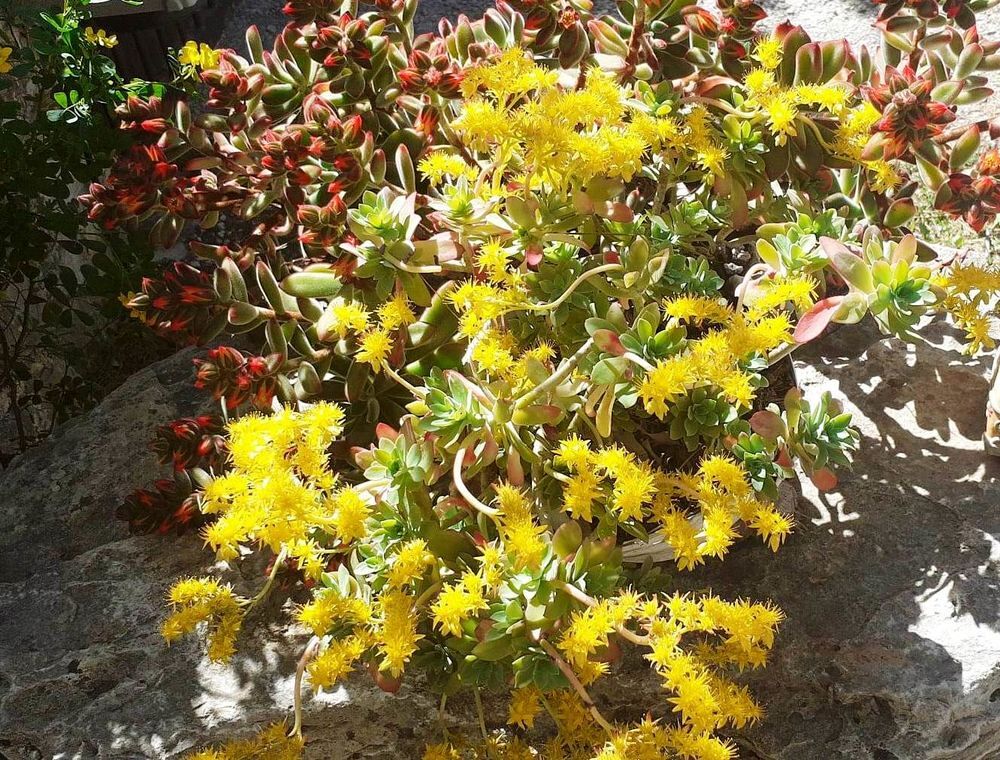 Palette Botanique: Cinq Tr&eacute;sors Succulentes originales Jardin