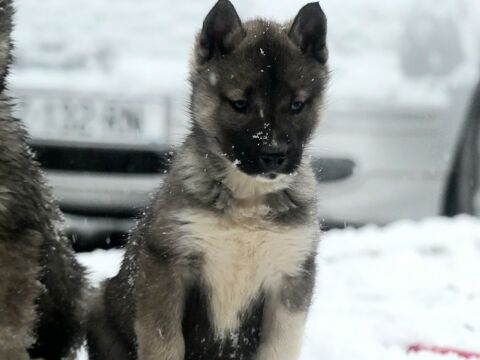 Chiots husky sib&eacute;rien 850 91650 Breuillet