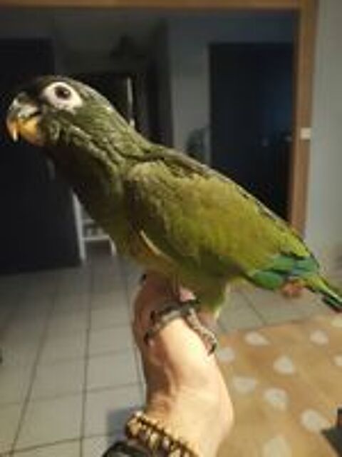   Perroquets pionus Maximilien 