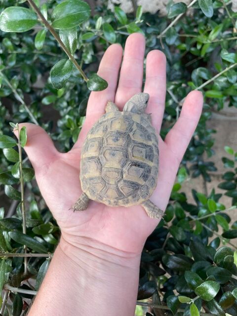 Tortues 2 ans 50 84000 Avignon