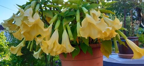 Arbuste nain 10 Montm�dy (55)