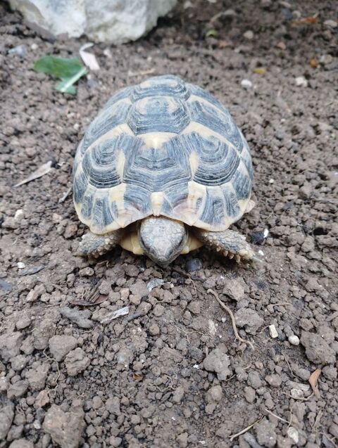 Tortue de terre femelle 170 81000 Albi