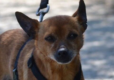 PIXIE   Un petit compagnon  adorable de 5,5 kg 315 24140 Douville