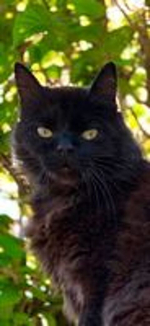   SOS HABITANTS EPAGNY (74370) - CHAT PERDU 