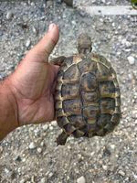   Tortue de terre 6 ans 