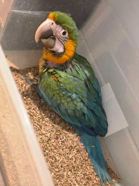 B&eacute;b&eacute; ara arlequin 1900 13400 Aubagne
