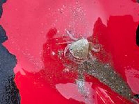   Crevettes Red cherry 