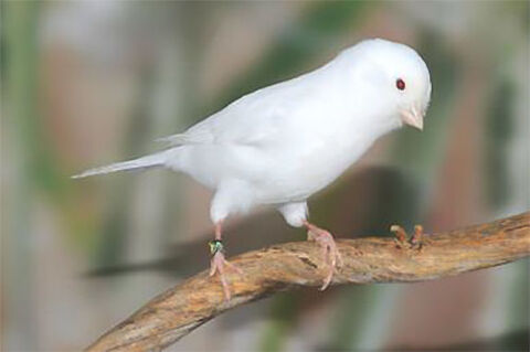 Canaris blancs 40 40380 Saint-geours-d'auribat