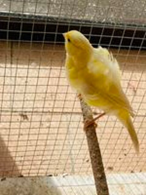   canari  fris mle ou autres
