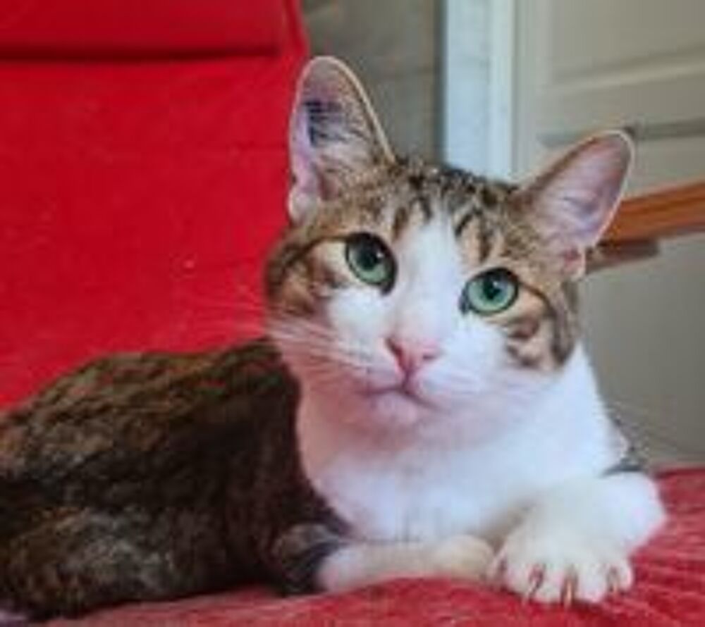   ZAZOO CHAT TIGRE BLANC 2 ANS 1/2 