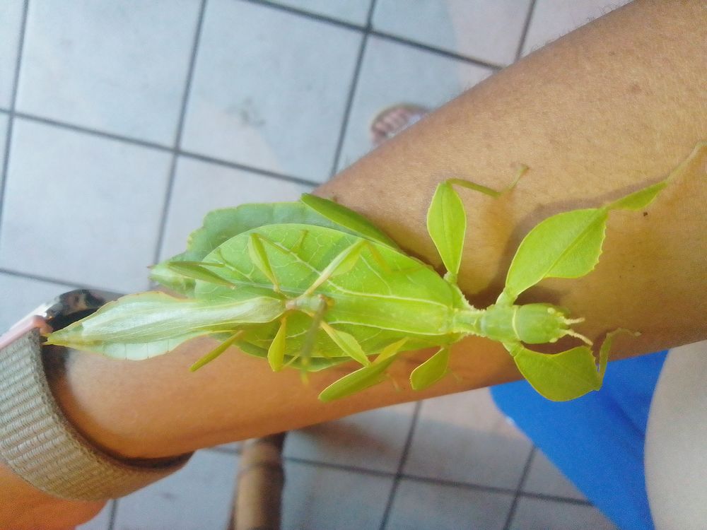   ?ufs de phasmes Phyllium ( phasmes feuilles) 