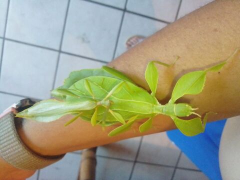 ?ufs de phasmes Phyllium ( phasmes feuilles) 8 63350 Crevant-laveine