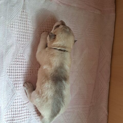 MAGNIFIQUES CHIOTS HUSKY SIBERIEN 850 79150 Voultegon