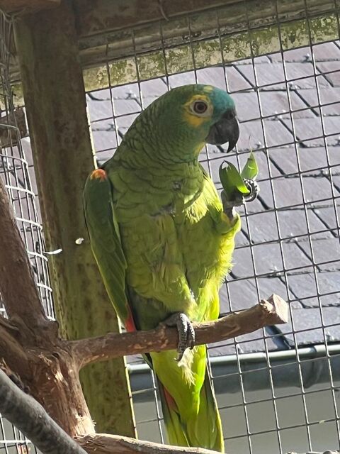 Amazone &agrave; front bleue femelle  430 29170 Pleuven