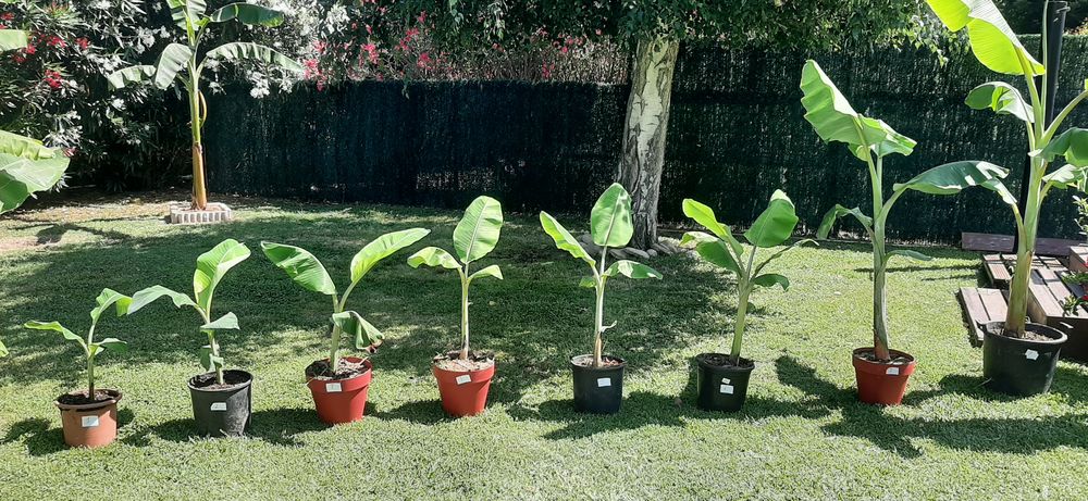   Bananiers productifs bien racins 