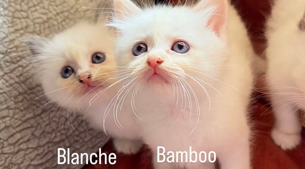   Adorables chatons LOOF Sacré de Birmanie  